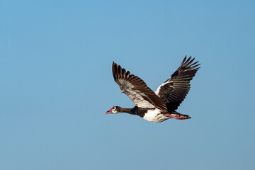 Spur-winged goose (Plectropterus gambensis) in mid-flight against a clear blue sky over the...