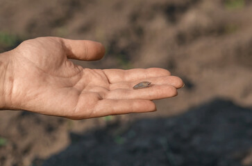 Snail sits on woman's palm and slowly crawls over skin. Benefits of snails in cosmetology.