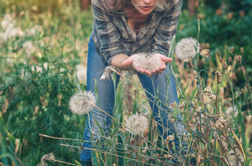 Slender woman bends over, blowing away giant dandelion. Outdoors. Enjoying nature. Serenity.