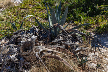 Heat-dried cacti, lack of water, withered and dried plants on the shores of the Mediterranean Sea...