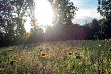 Sonnenblumenfeld im Sommer