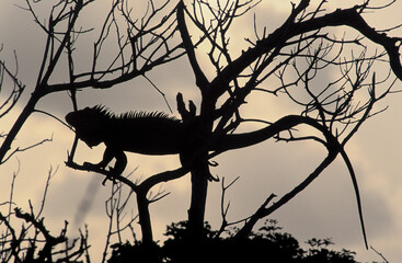 L'iguane des Petites Antilles