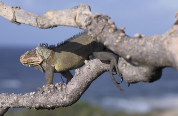 L'iguane des Petites Antilles