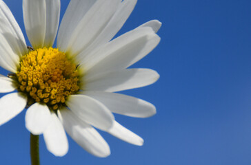 A daisy flower, Sainte-Apolline, Qu&eacute;bec, Canada