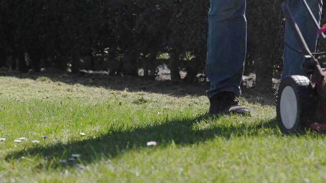 Gardener uses scarifier to remove moss from lawn, works by pushing the car in front of him,improving its health and appearance, Seasonal gardening on bright sunny spring day,