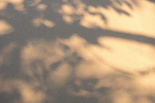 Abstract natural tree branch leaves shadow on beige wall background