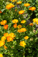 Calendula flowers blooming in garden bed surrounded by green leaves.