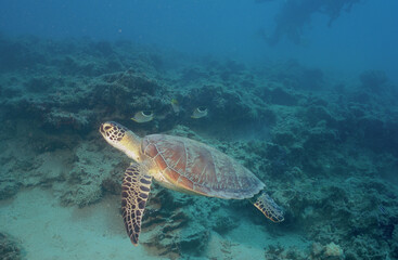 Tortue verte