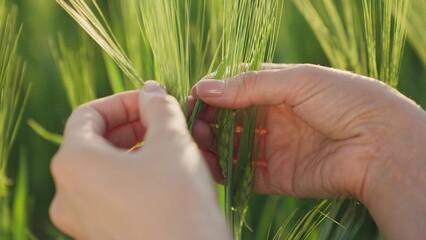farmer's hand touches green ears of wheat in field, golden rye on agronomist ranch, grain grows, wheat seed in rural land, farm life work, close-up, harvest season, checking plants on the plantation.