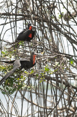 Fr&eacute;gates, Ilet &agrave; Christophe