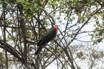 Frégates, Ilet à Christophe