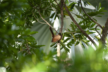 Trembleur brun Cinclocerthia ruficauda - Brown Trembler