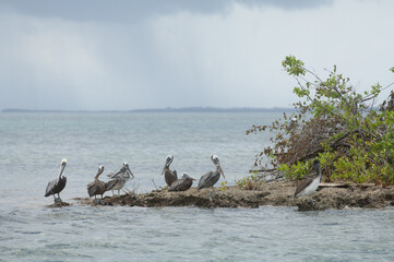 P&eacute;lican bruns, Ilot &agrave; Colas