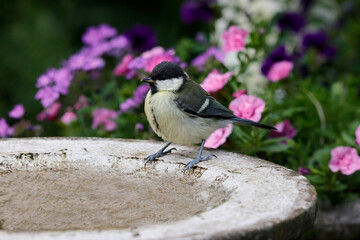  Kohlmeise (Parus major) am Wasserbecken im Garten 