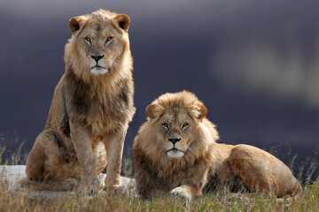  Löwe (Panthera leo) zwei Brüder in der Savanne, Afrika