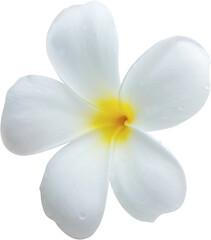 White frangipani flower isolated on white background