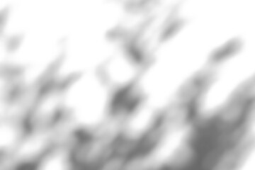 Abstract natural tree branch leaves shadow on white wall background