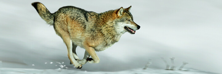 Wolf (Canis lupus) läuft im Schnee, Panorama 