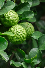 Bergamot, Fresh green bergamot fruit hanging from branch. bergamot tree garden and healthy food concept, group of bergamot,Bergamot medicinal plants with many
