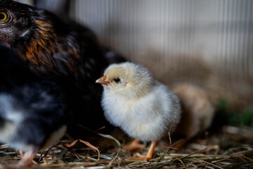 Ein gelbes Hühner Küken sitzt neben der Glucke