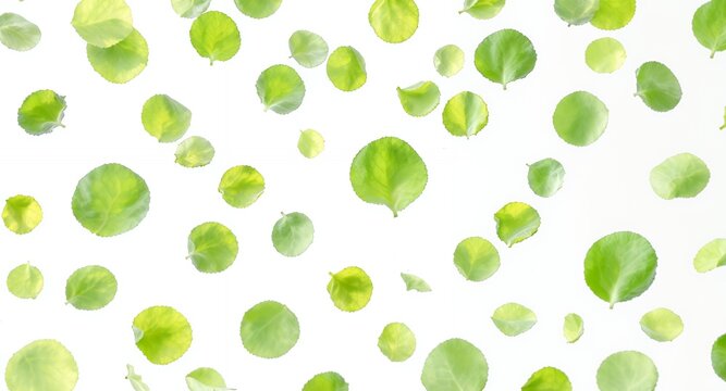 Scattered Green Leaves on White Background, Fresh and Natural Pattern