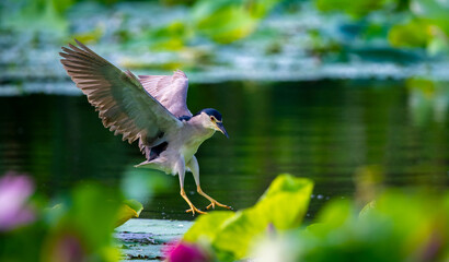 great blue heron ardea cinerea