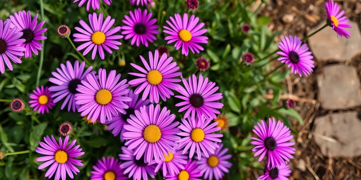 Overhead tilted shot of purple daisies blooming in a spring garden ,  aesthetic,  floral - Powered by Adobe