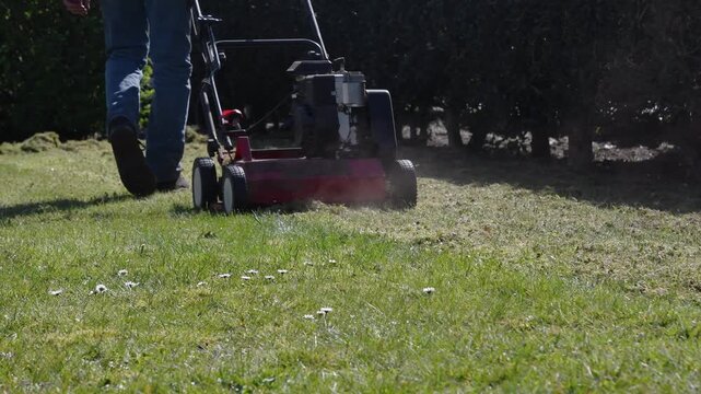 Gardener uses scarifier to remove moss from lawn, pulling machine behind him, improving condition and appearance of garden, Seasonal gardening work on bright sunny spring day,