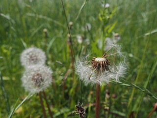 風に舞うタンポポの綿毛