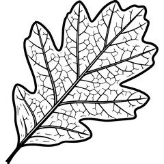 Obraz premium Detailed black and white oak leaf line art illustration, featuring intricate veins. Perfect for nature, autumn, and botanical designs.