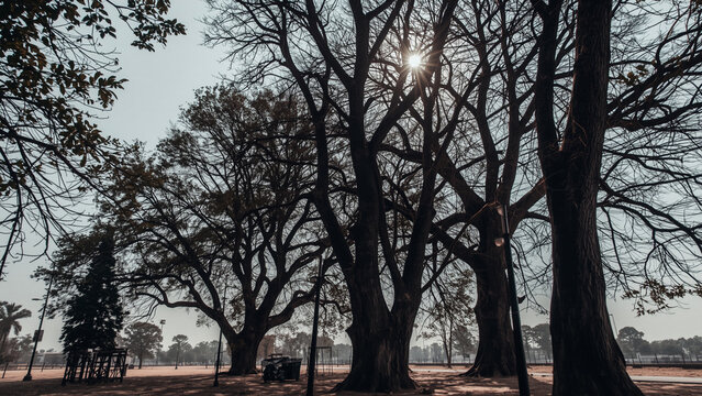 Towering bare trees are silhouetted against a hazy sun in a tranquil park setting. - Powered by Adobe