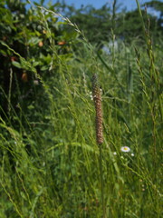緑輝くオオバコと小さな花
