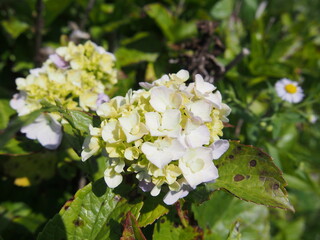 日差しを浴びる白いアジサイの花