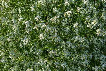 Background of white wildflowers in bloom. Close-up view of dense clusters of small white wildflowers blossoming under natural daylight. Creating a fresh and delicate floral texture.
