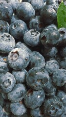 Fresh blueberries close-up 