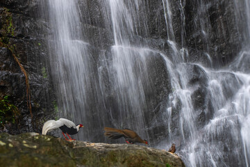 waterfall in the mountains