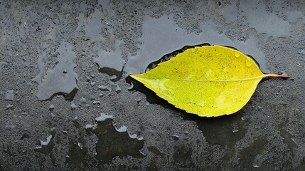 Yellow leaf on wet asphalt
