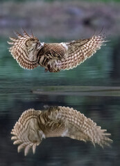 eagle owl in flight