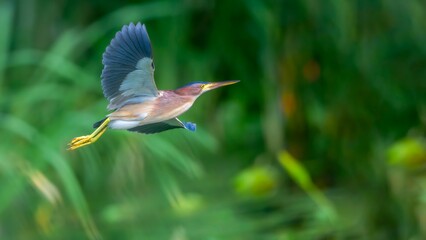 great blue heron ardea cinerea