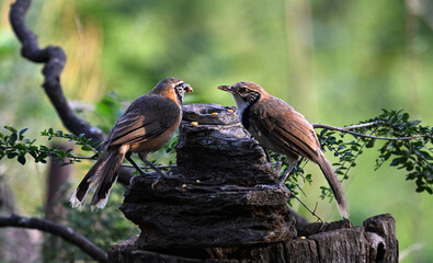 red tailed hawk perched on a branch