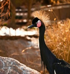 Fototapeta premium crowned crane balearica regulorum