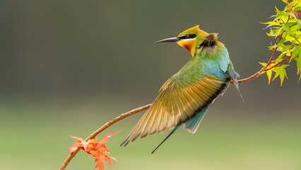 bee eater perched on branch
