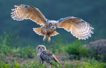 eagle owl on a branch