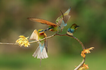 blue dragonfly on a branch