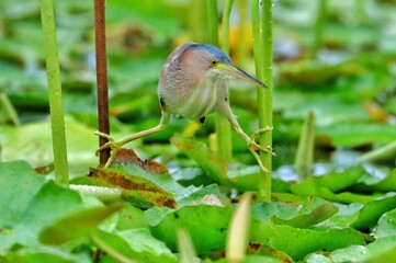 great blue heron ardea cinerea