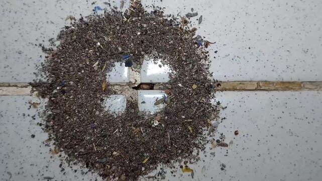 a colony of house ants that is making a nest on the tiled floor of the house, so the floor of the house is full of dirt that the ants have dug