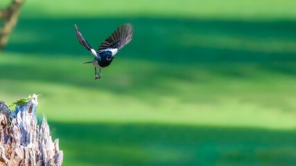 dragonfly on a green grass