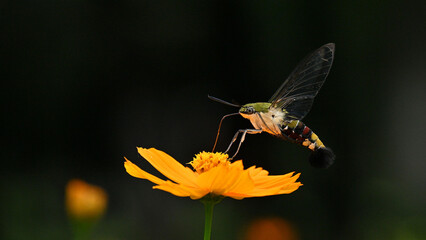 bee on flower