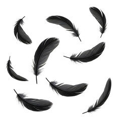 Flying black feathers isolated on white or transparent background