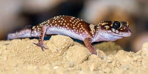 Portrait of a male Thick-tailed Gecko walking on the sand in a terrarium. Underwoodisaurus milii,...